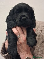 Cocker Spaniel dogs STUNNING KC REGISTERED COCKER SPANIEL - Advert 3