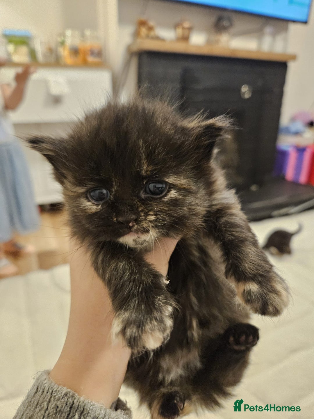 Mixed Breed cats for sale: 2 beautiful black white ginger kittens  - Advert 3