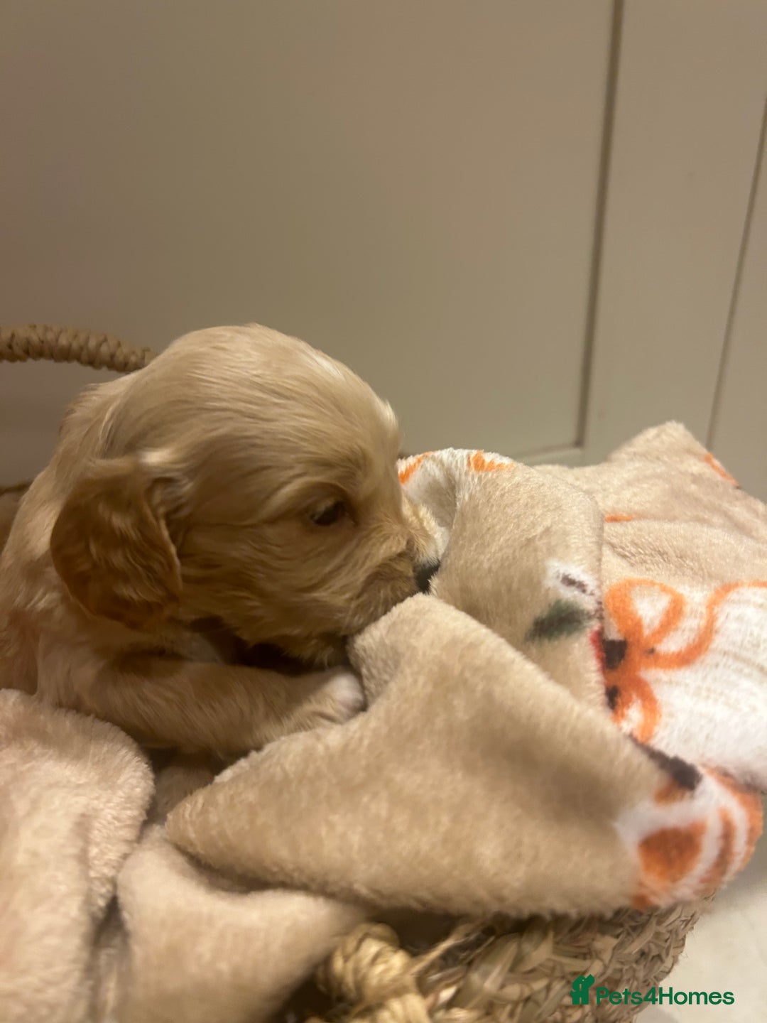 Mixed Breed dogs for sale: BEAUTIFUL PUPPIES - Cockapoo x Sproodle  - Image 11