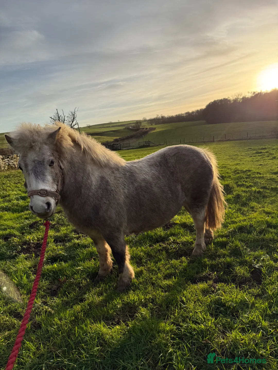 Dartmoor horses for sale: Nutmeg 10.1hh unbroken Dartmoor pony mare- 4yrs - Advert 2