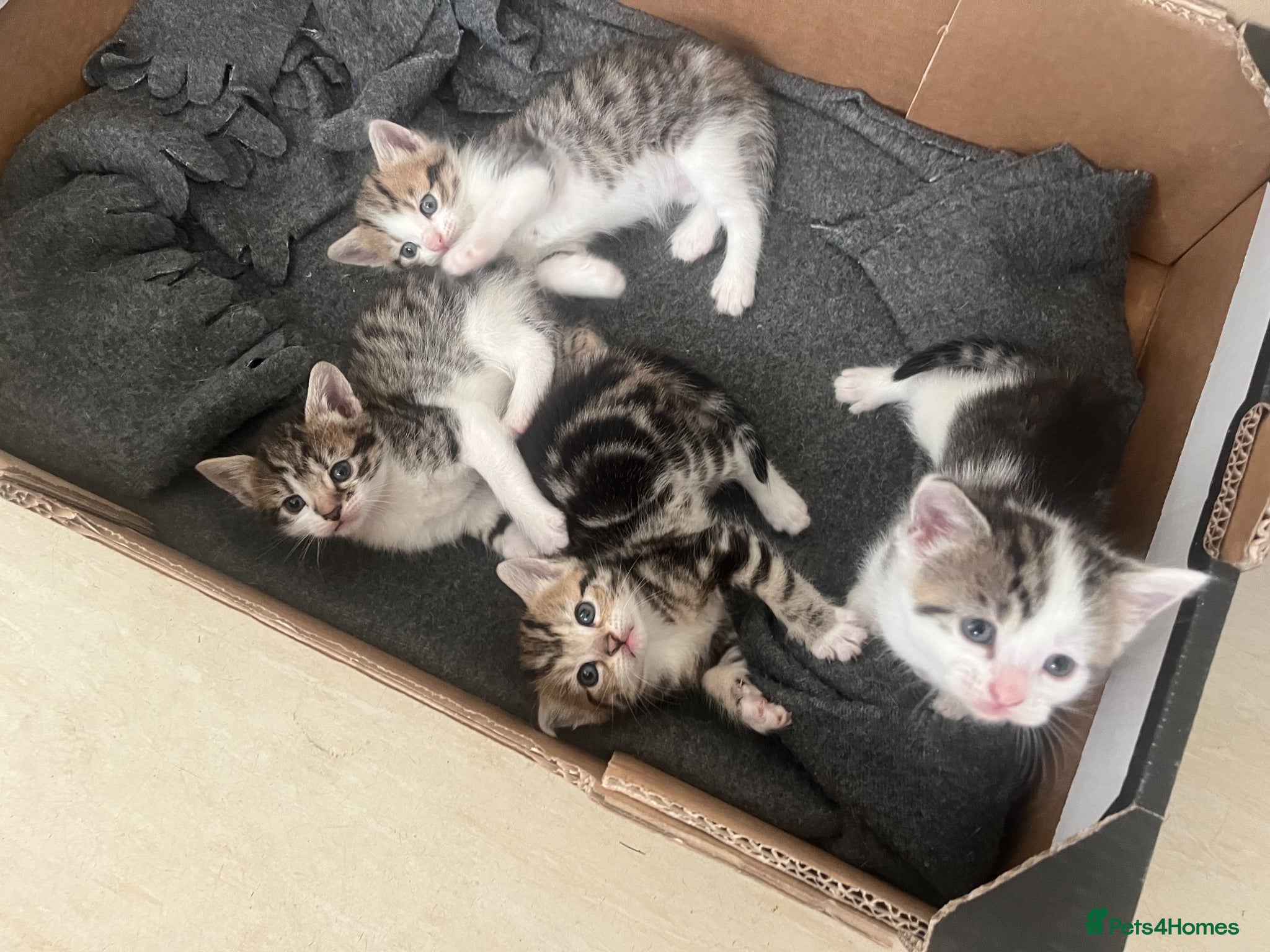 Domestic Shorthair cats for sale: 3 adorable kittens looking for their forever home  - Advert 1