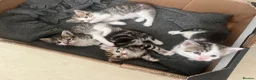 Domestic Shorthair cats for sale: 3 adorable kittens looking for their forever home  - Advert 2
