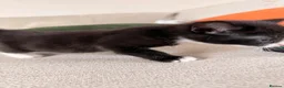 Mixed Breed cats for sale: Gorgeous kittens  in Woking - Advert 15