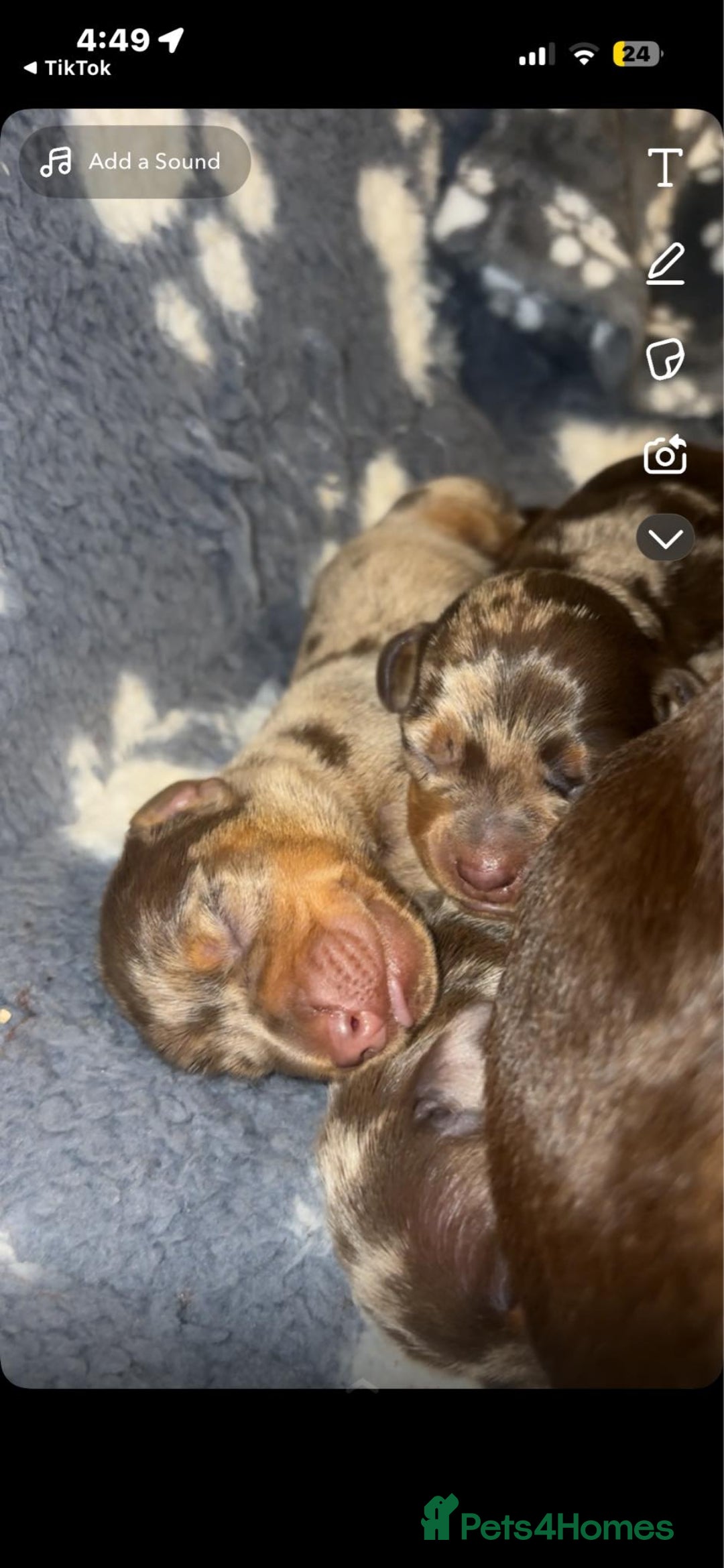 Miniature Dachshund dogs for sale: Miniature dashound - Advert 6