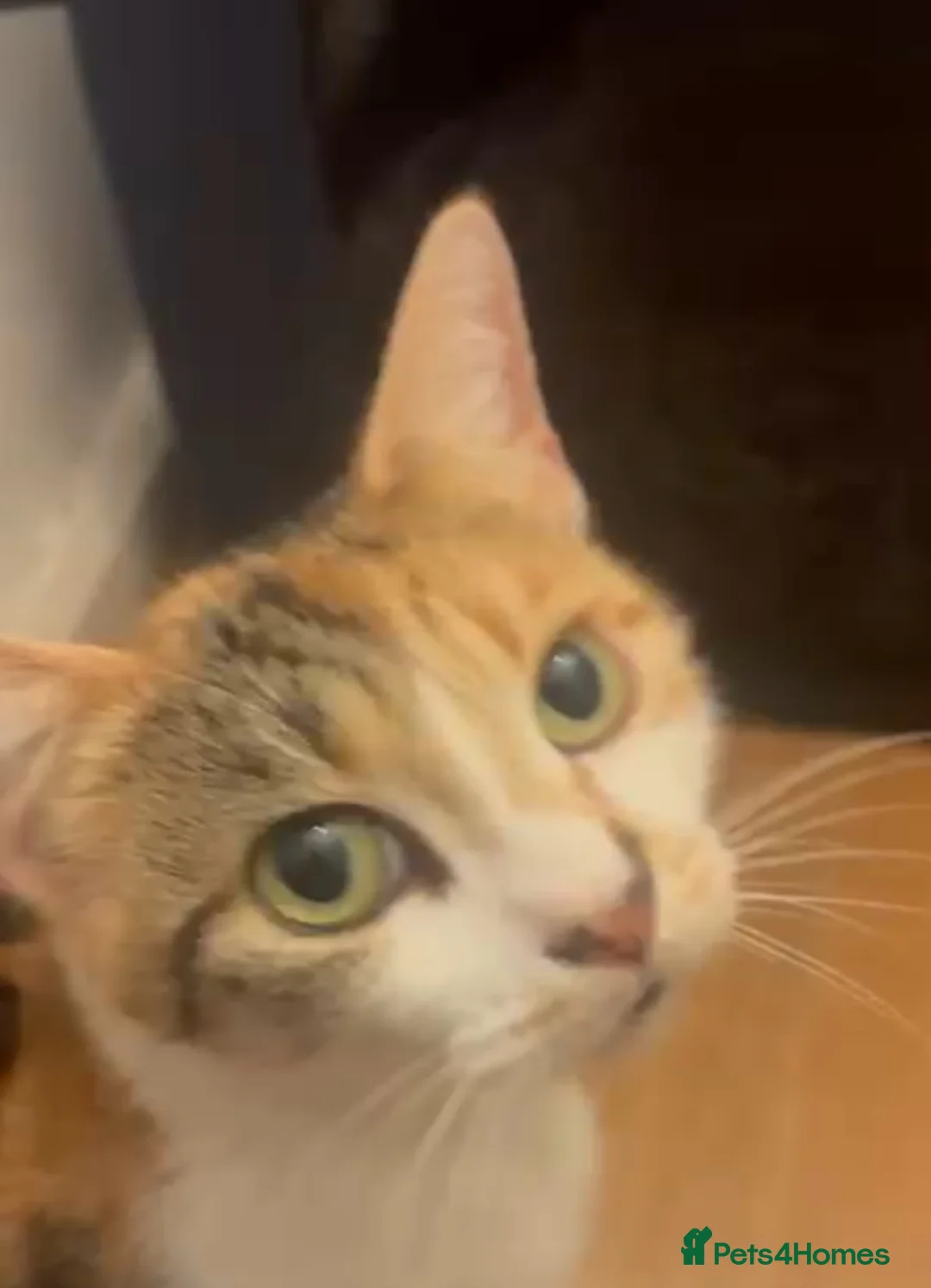 Mixed Breed cats for adoption: 1 gorgeous rescue kitten left to reserve  - Advert 5