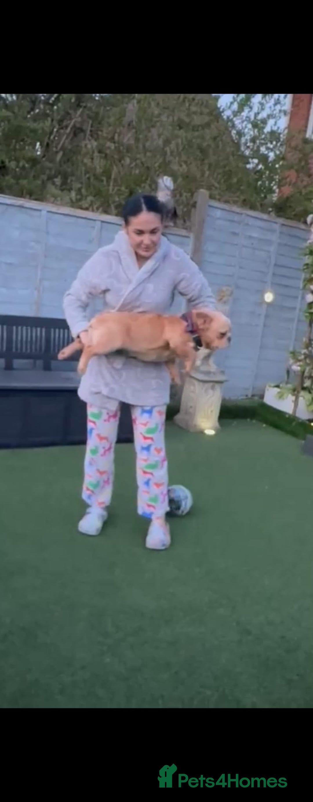 French Bulldog dogs for sale: French buldog visual fluffy male  - Image 3