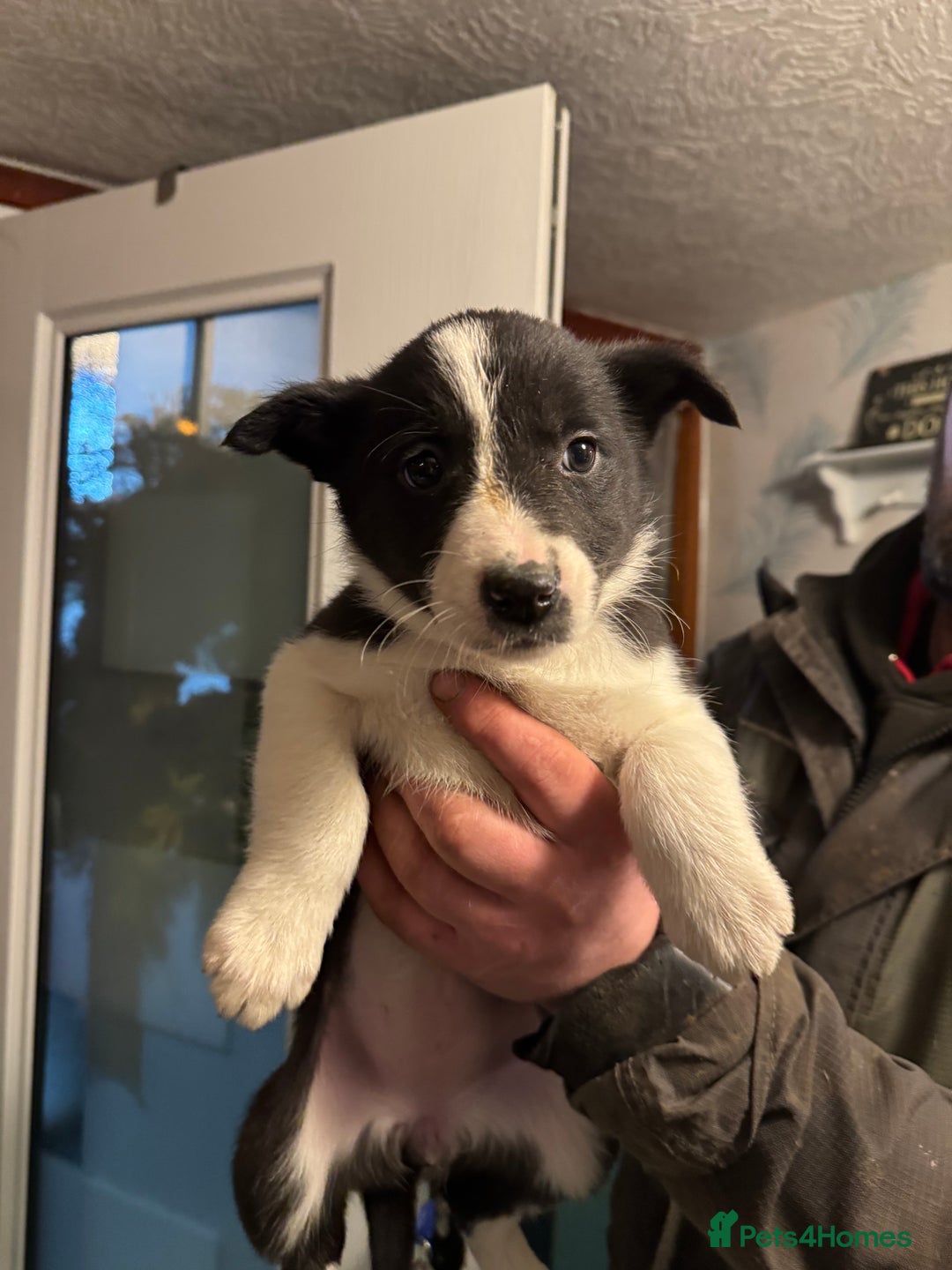Border Collie dogs for sale: Collie pups - Advert 12