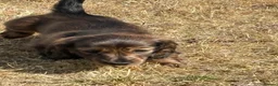Dachshund dogs for sale: KC reg, champion bloodline, female mini dachshund - Advert 12