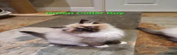Ragdoll cats for sale: Stunning GCCF Registered Ragdoll Kittens. - Advert 24