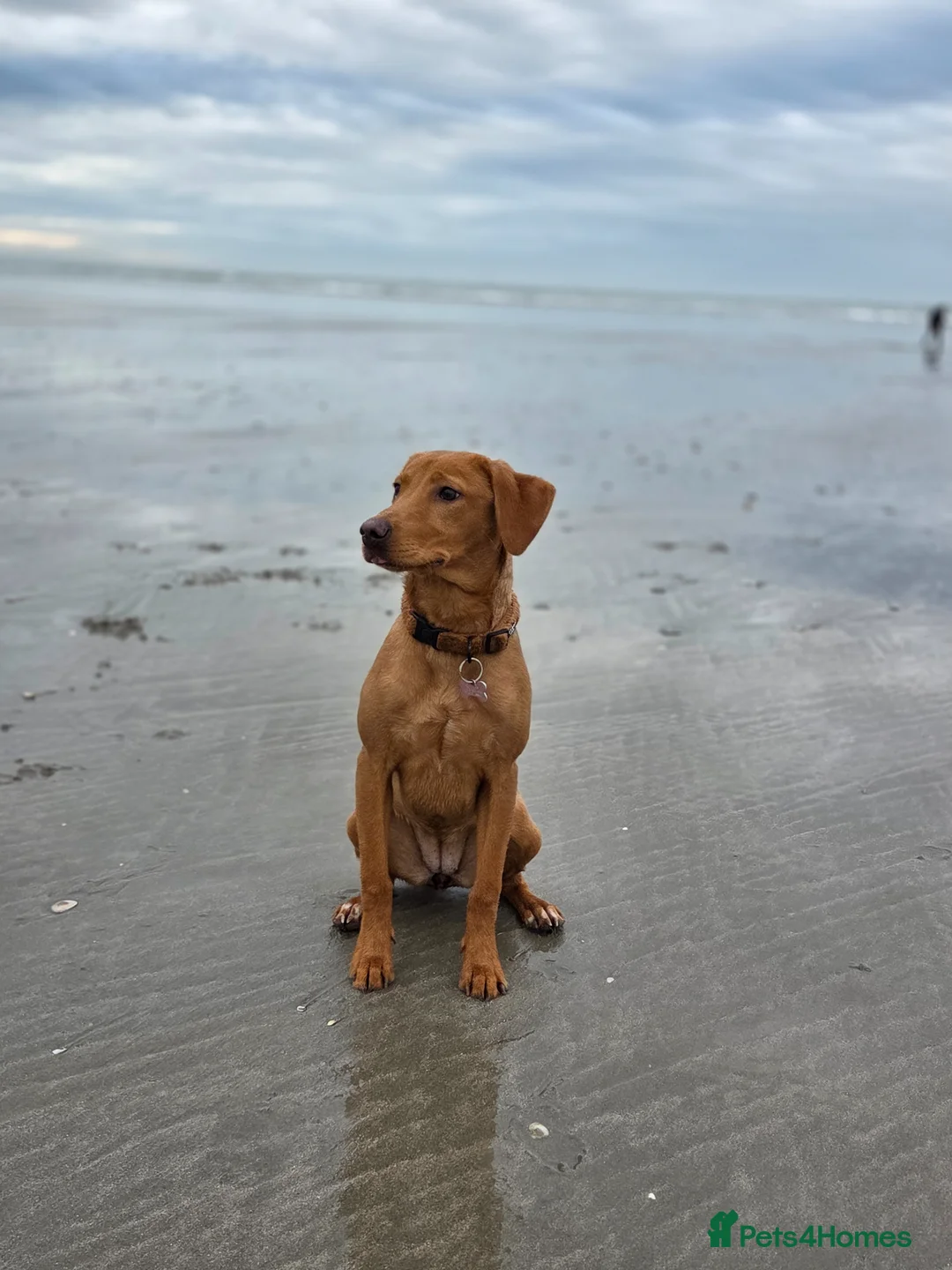 Labrador Retriever dogs for sale: Stunning Red Fox Lab (9 Months) in Bognor Regis - Advert 2