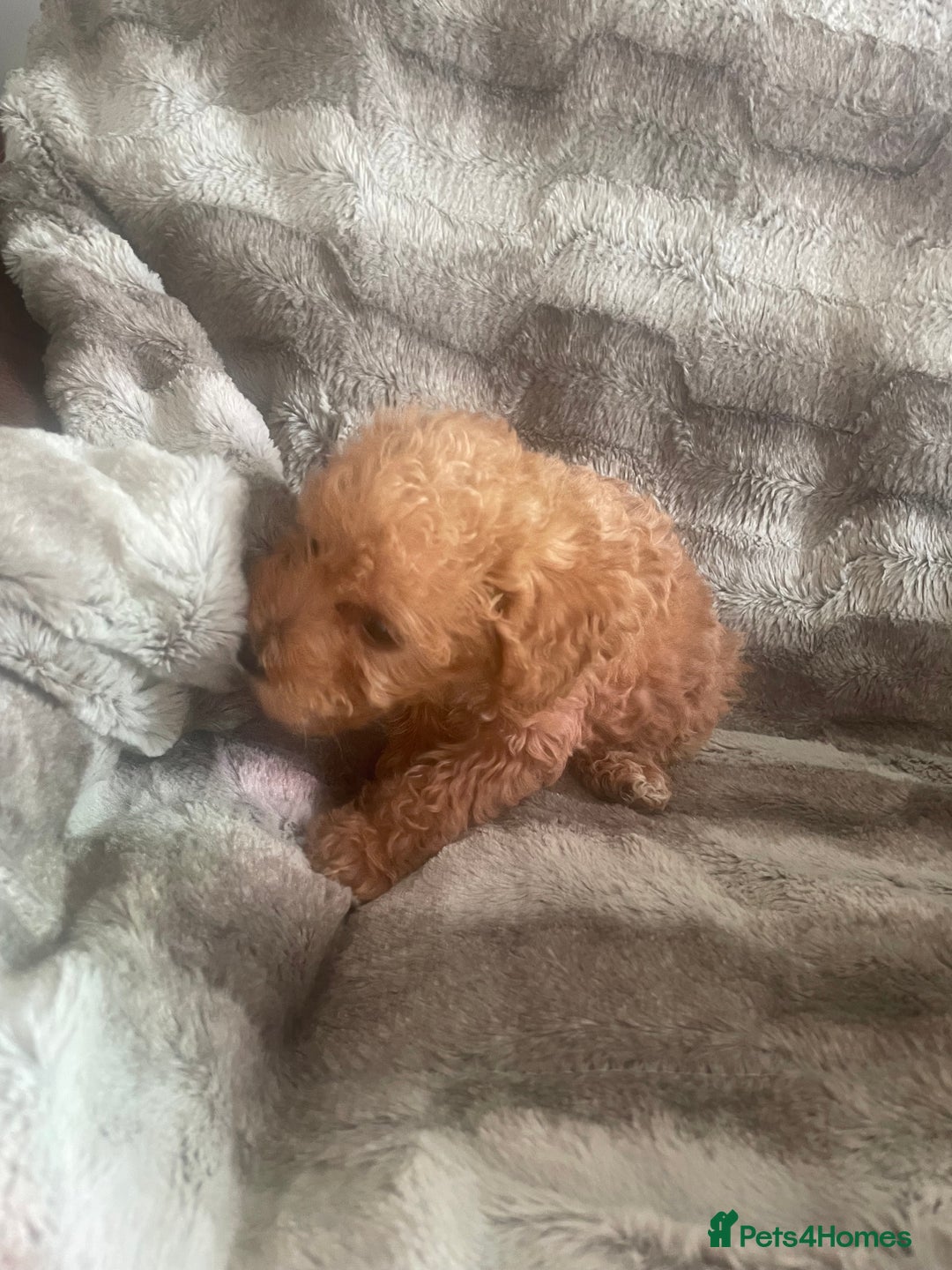 Toy Poodle dogs for sale: Toy poodle puppies  - Advert 24