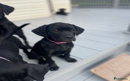Mixed Breed dogs for sale: Rottweiler/vizsla - Image 28