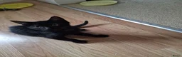 Mixed Breed cats for sale:  4 Black Kittens Looking for Their Forever Homes  in Bridlington - Advert 6
