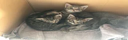 Mixed Breed cats for sale: 4 Beautiful Male Kittens Ready 15th May - Advert 14
