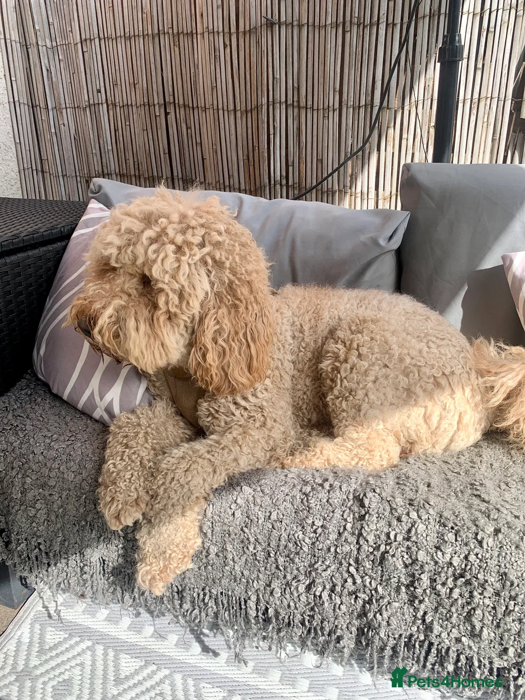 Labradoodle dogs for stud: Proven Extensive DNA health checked Stud in Warrington - Advert 27