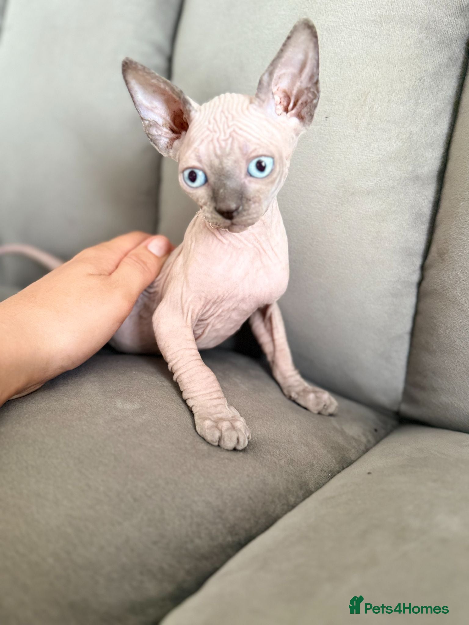 Sphynx cats ONLY 1 Girl LEFT (blue eyes)TICA registered - Advert 1