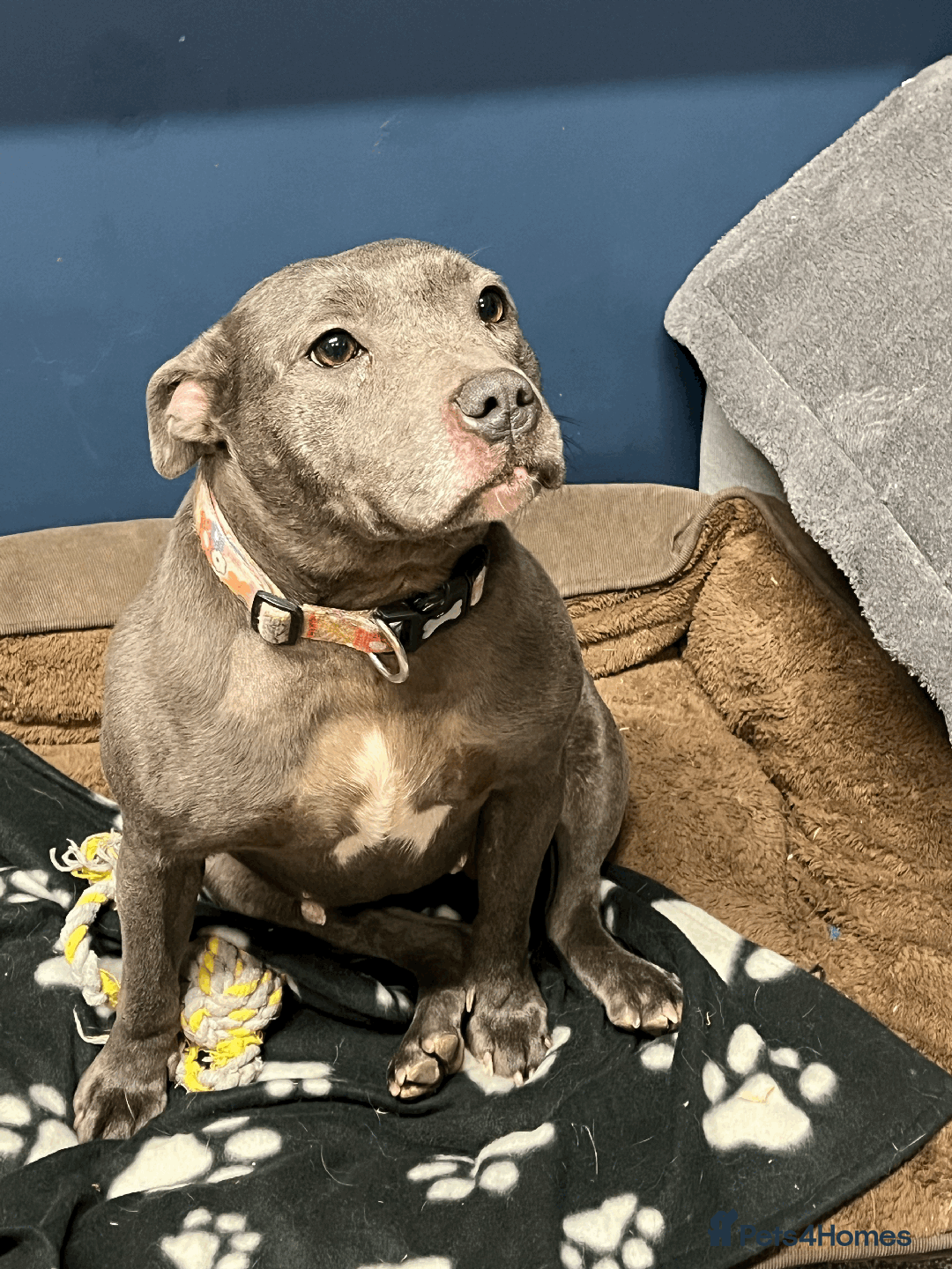 Staffordshire Bull Terrier dogs for sale: 🌸 Tallulah – KC  Staffordshire Bull Terrier 🌸 - Advert 2