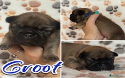 French Bulldog dogs for sale: 2 fluffy male French bulldogs - Image 4