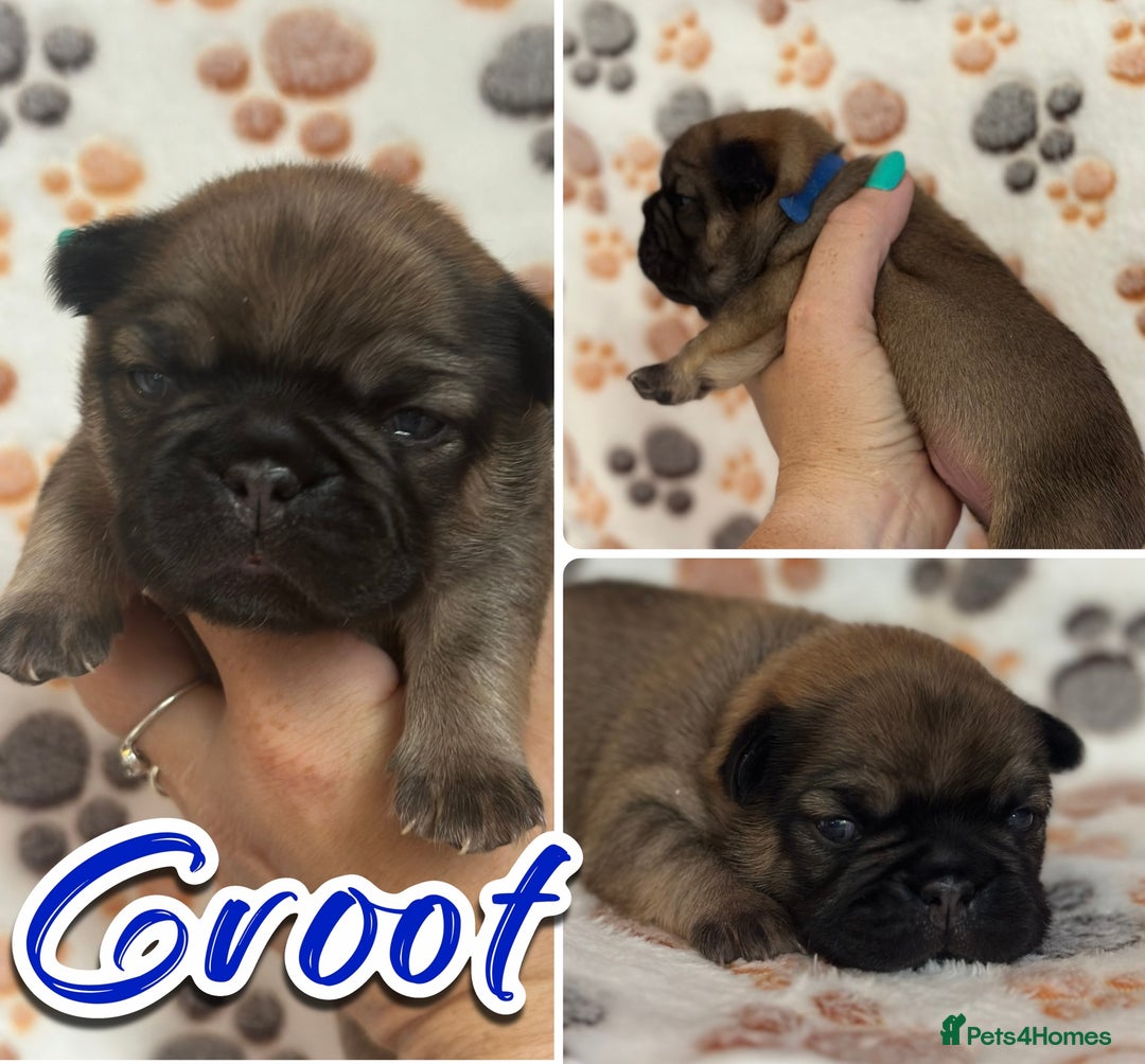 French Bulldog dogs for sale: 2 fluffy male French bulldogs - Image 4