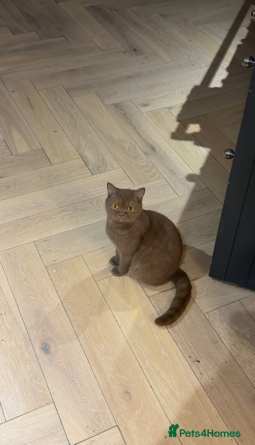 British Shorthair cats for sale: Cinnamon British shorthair female  - Advert 1