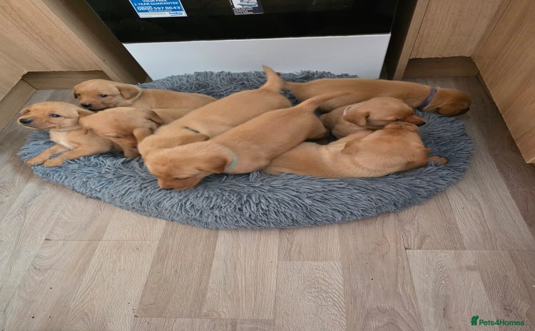 Labrador Retriever dogs - Advert 1