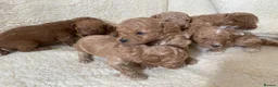 Maltipoo dogs for sale: RARE Tiny F1B Asian maltipoo puppies - Advert 21