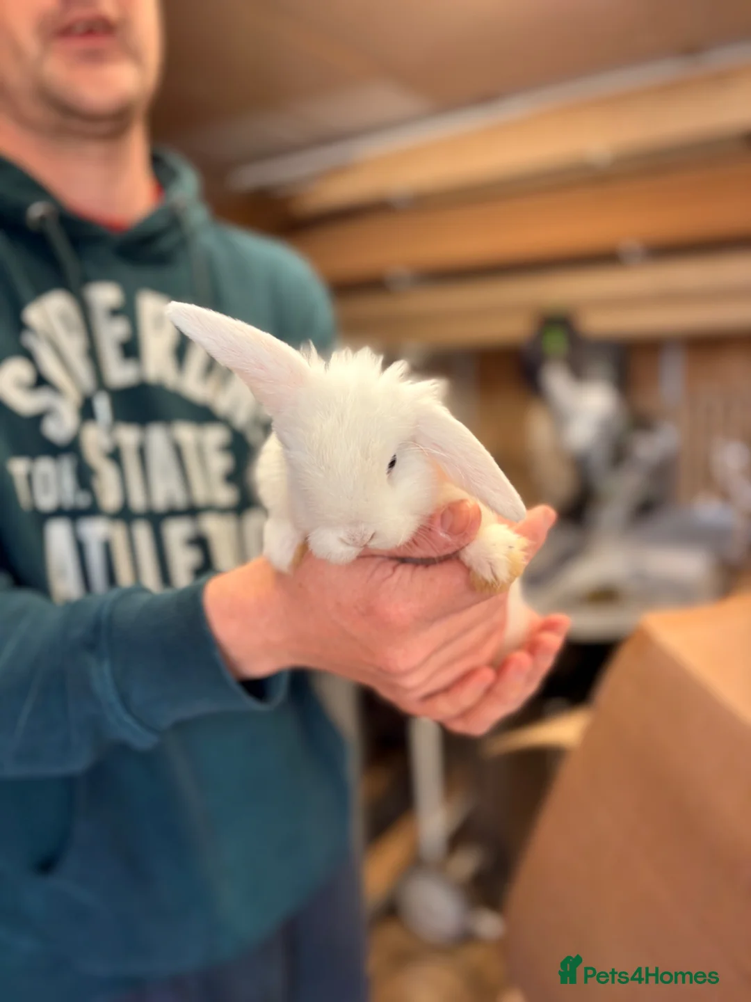 Mini Lop rabbits for sale: Gorgeous Mini Lop Bunny Rabbits - Advert 2