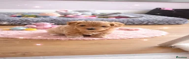 Maltipoo Puppy 2