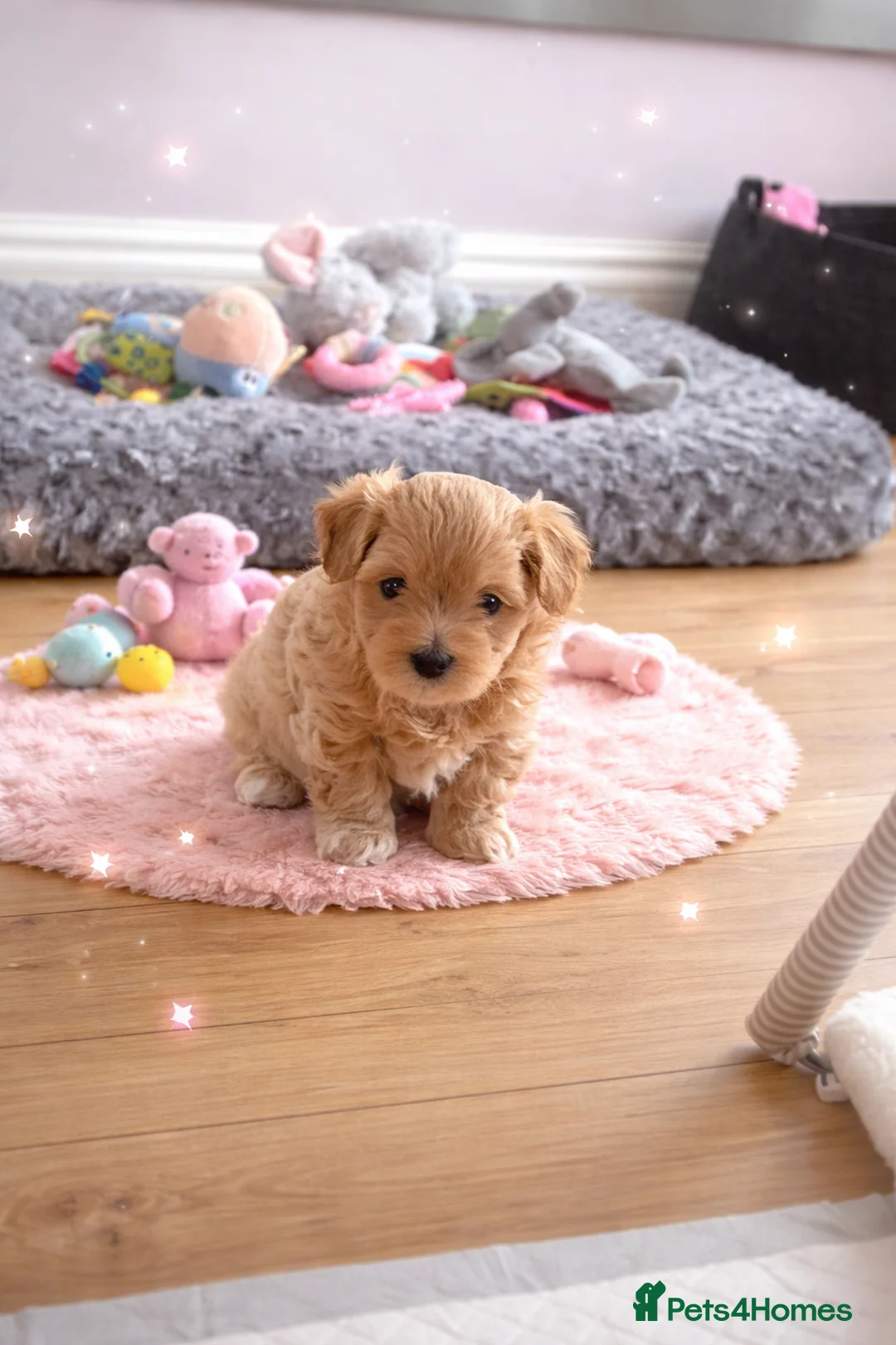 Maltipoo dogs for sale: Tiny Asian poodle/Korean Maltipoos *ready now* - Advert 19