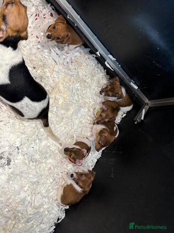 Jack Russell dogs - Advert 6