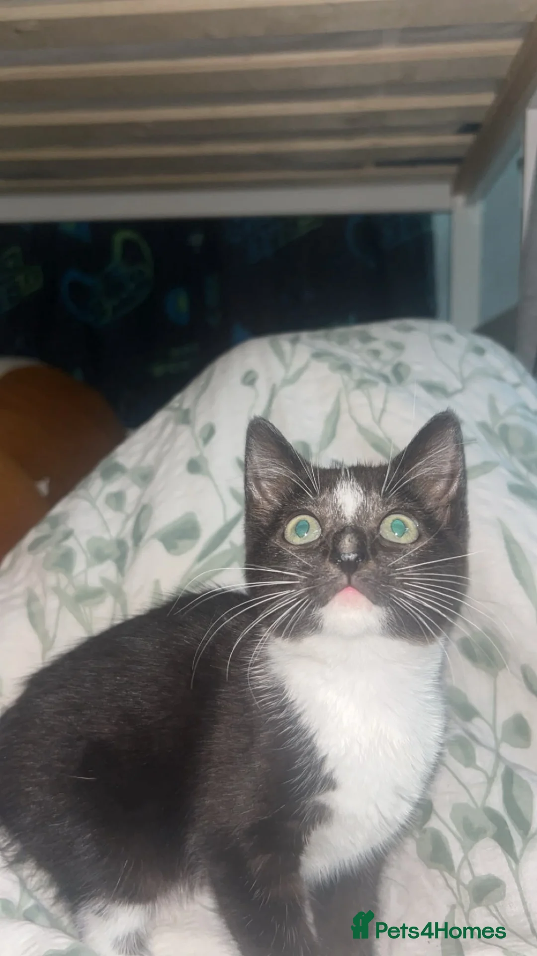 Mixed Breed cats for sale: Black and white kitten - Advert 2