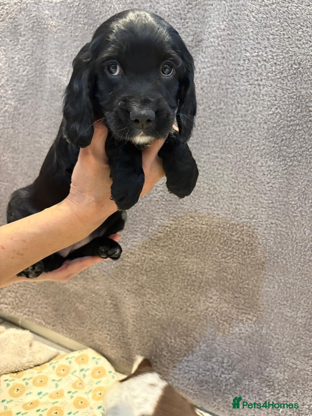 Cocker Spaniel dogs for sale: Pedigree show kc parents DNA health tested    - Advert 10