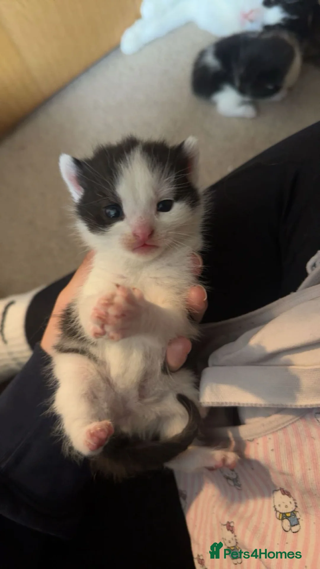 Domestic Shorthair cats for sale: Little Male domestic shorthair  in Cambridge - Advert 2