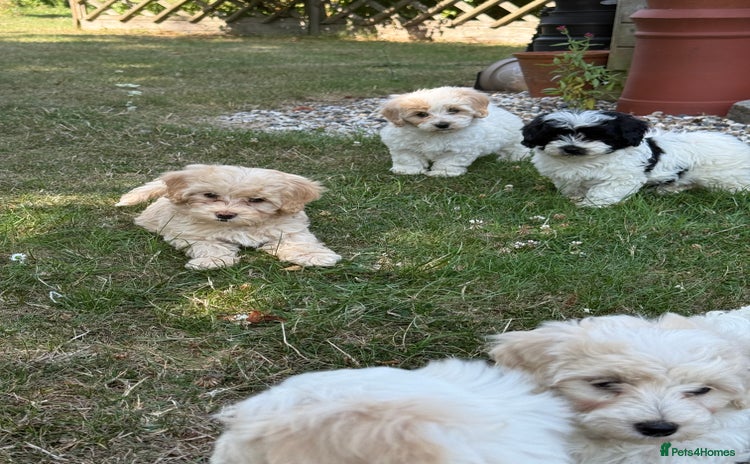 Maltipoo dogs - Advert 2