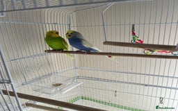 Budgerigars birds for sale: Budgie - Image 2