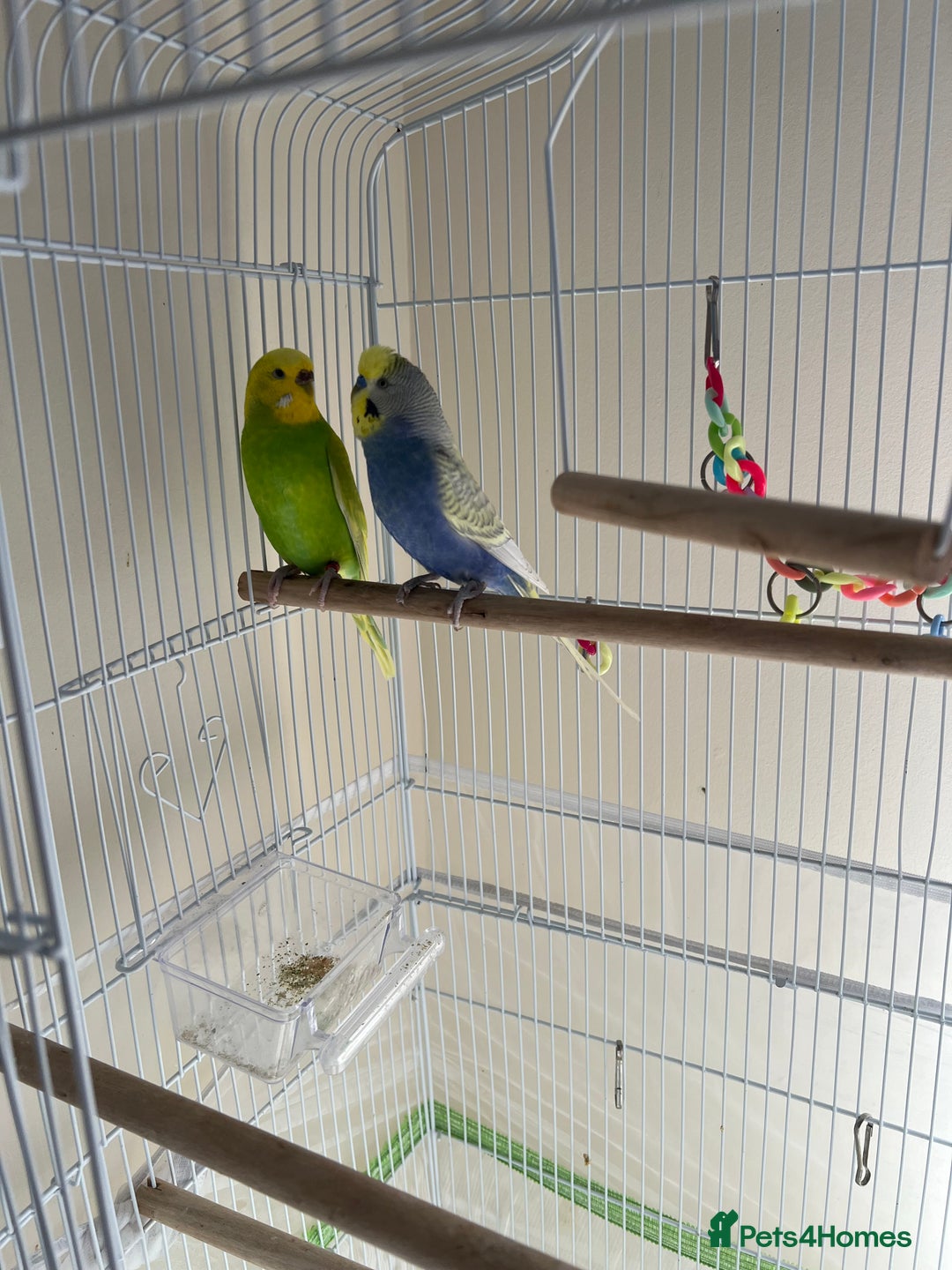 Budgerigars birds for sale: Budgie - Image 2