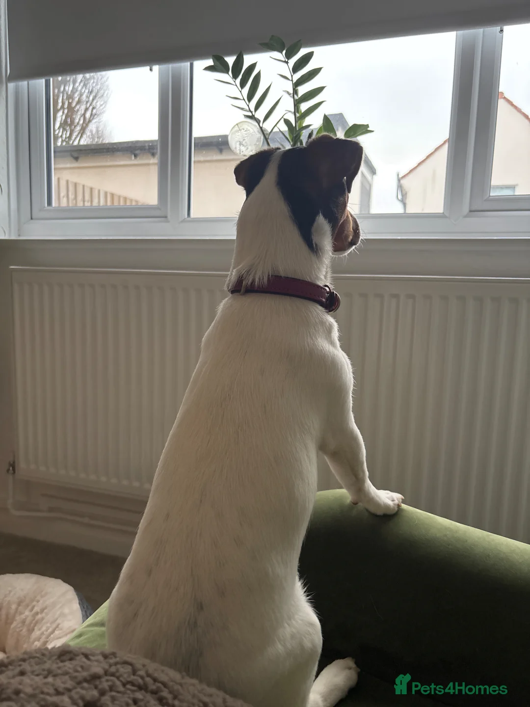 Jack Russell dogs for sale: Rehoming my young Jack Russell terrier, Daisy - Advert 2
