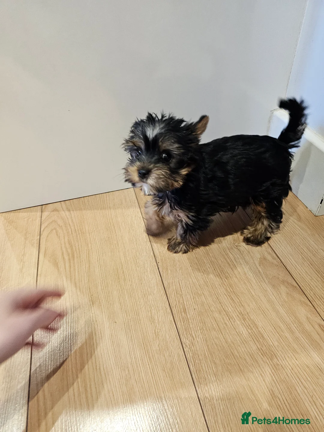 Yorkshire Terrier dogs for sale: Beautiful loving boy for sale - Advert 7