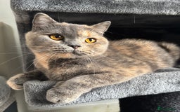 British Shorthair cats for sale: 1.9 y/o year old GCCF Active female - Image 2
