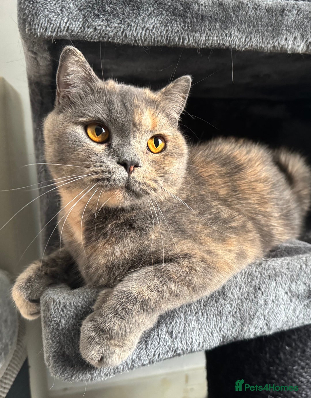 British Shorthair cats for sale: 1.9 y/o year old GCCF Active female - Image 2