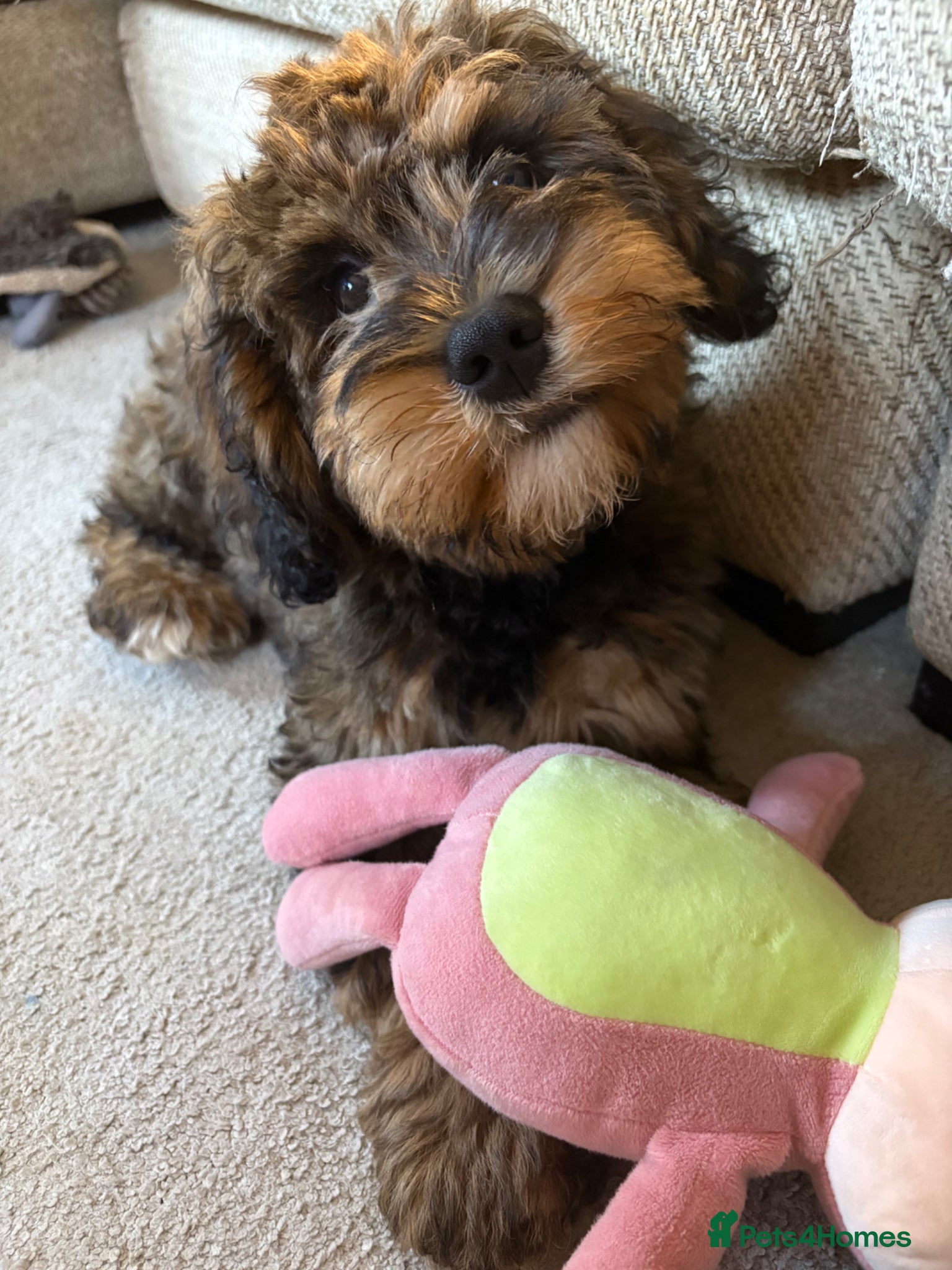 Cockapoo dogs Cockapoo puppy! - Advert 18