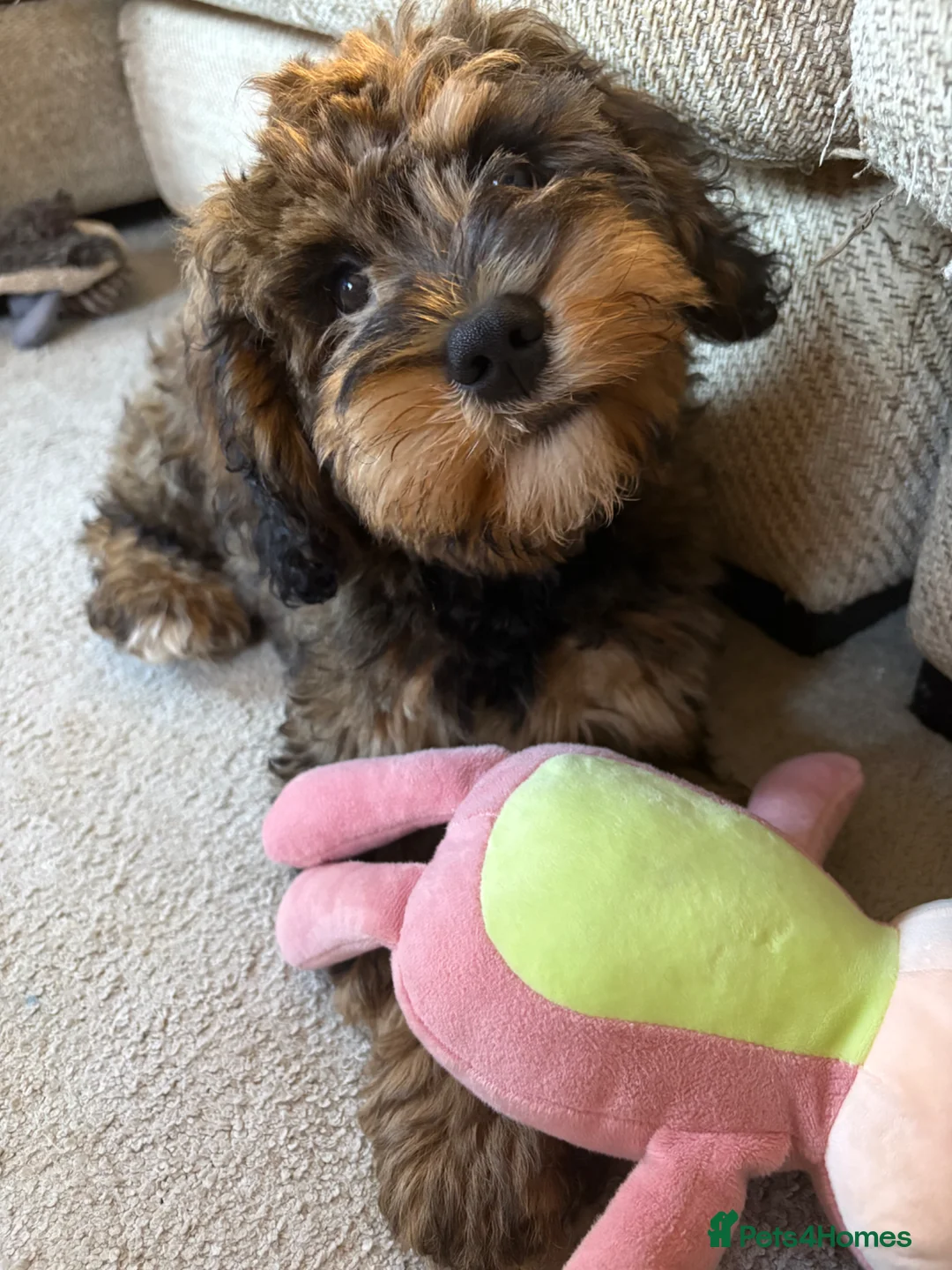 Cockapoo dogs for sale: 4 month old needing a new home - Advert 4
