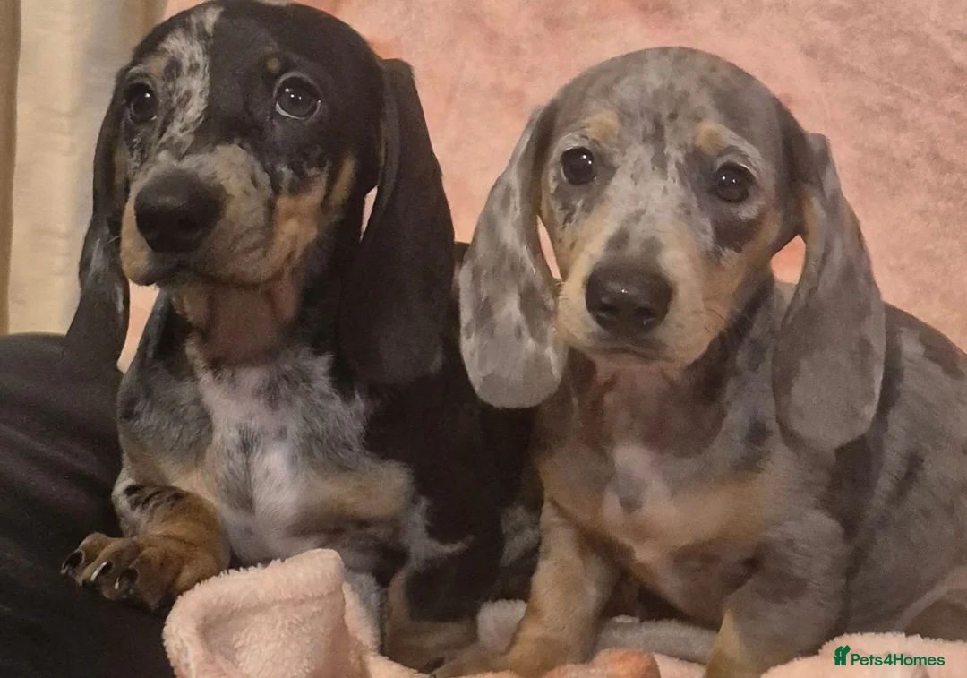 Dachshund dogs for sale: Daxhund puppies - Advert 2