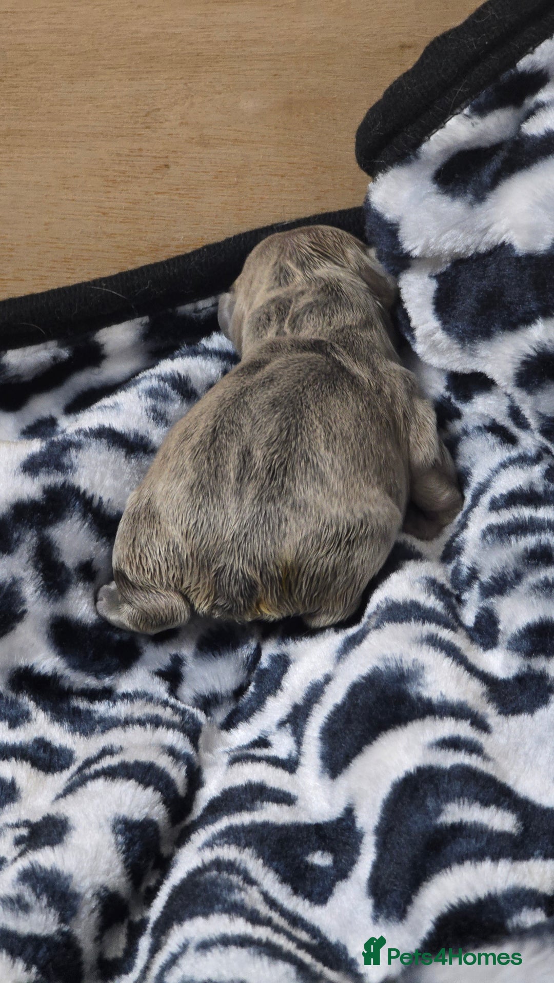 French Bulldog dogs for sale: Stunning french bulldog puppies - Advert 15