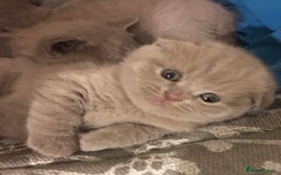 Scottish Fold cats for sale: Adorable Scottish fold  - Image 10