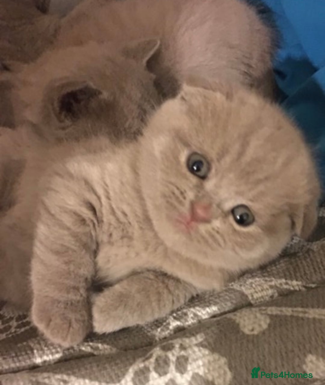 Scottish Fold cats for sale: Adorable Scottish fold  - Image 10