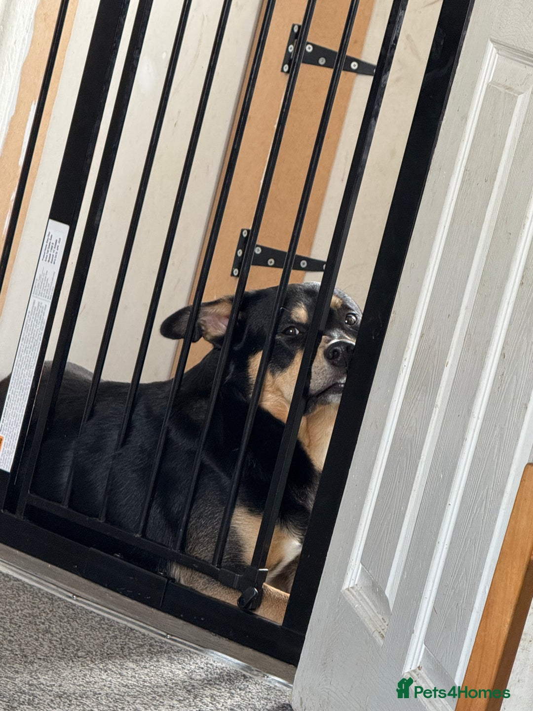 Mixed Breed dogs for sale: Our beautiful boy Koda💙 - Advert 7