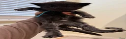 Maine Coon cats for sale: Very Large Kittens - European Bloodlines - Advert 11