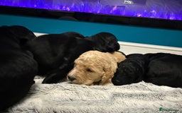 Bernedoodle dogs for sale: Bernedoodle puppies  - Image 6