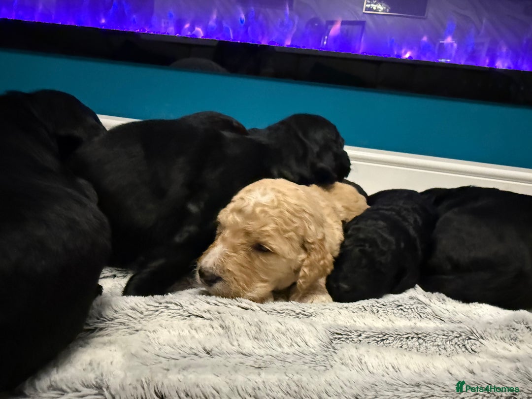 Bernedoodle dogs for sale: Bernedoodle puppies  - Image 6